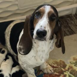 Gracie - Basset Hound