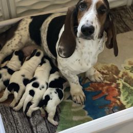 Gracie - Basset Hound