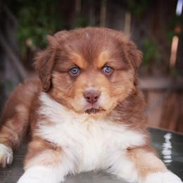 Australian Shepherd Puppies from Brit’s Australian Shepherds