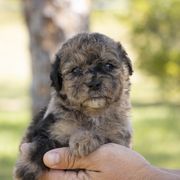American Bully, Bernedoodle, Poodle, Sheepadoodle, and Whoodle Puppies from Wonderland’s Boujie Kennels