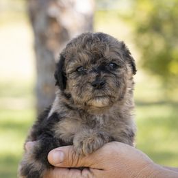 American Bully, Bernedoodle, Poodle, Sheepadoodle, and Whoodle Puppies from Wonderland’s Boujie Kennels