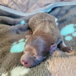 Olivia - Lavender female Pomeranian puppy in Bellevue, Iowa from Fluffy Wonders Poms and Doodles