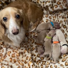 Blue Collar Boy - Cream male Dachshund puppy in Descanso, California from Kendaline Kennels