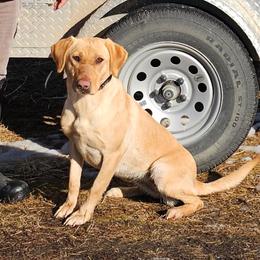 Boujee - Labrador Retriever