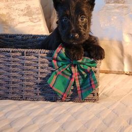 Scottish Terrier Puppies from Schulte's  Scottish Terriers