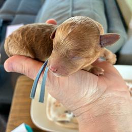 Winter - Red and white female Cockapoo puppy in Adrian, Oregon from ApplebyFarm