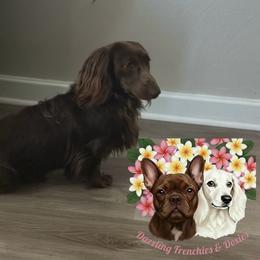 Milo - Dachshund