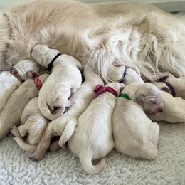 Female - Light golden female Golden Retriever puppy in Myakka City, Florida from MC Goldens