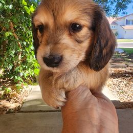 Boy 1 - Cream Dachshund puppy in Apache Junction, Arizona from Shaw Dachshunds