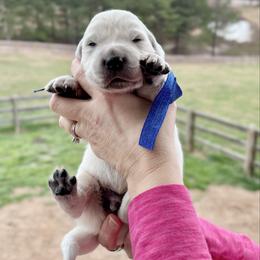 Mr. Blue - Light golden male Golden Retriever puppy in Jasper, Tennessee from Suncoast Goldens