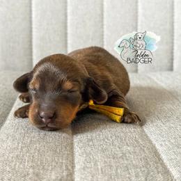 Yellow Collar - Red female Dachshund puppy in Cheyenne, Wyoming from Golden Badger Kennels