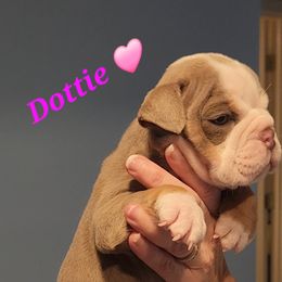 Bulldog Puppies from Wiggle Butts Bulldogs