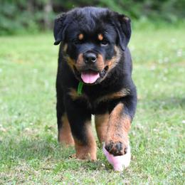 Ichabod Lime Collar - Black and mahogany male Rottweiler puppy in Catawissa, Pennsylvania from Sharp Ridge Rottweilers