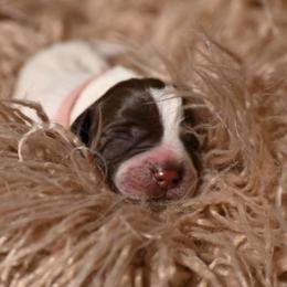 Skye- Light Pink Collar - Brown and gray female Wirehaired Pointing Griffon puppy in Menan, Idaho from Star•CH Wirehaired Pointing Griffons