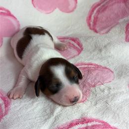 Megan - Piebald female Dachshund puppy in Lake City, Florida from My Ditzy Doxies of Florida