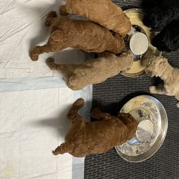 Poodle Puppies from Missy Trusty's Poodles