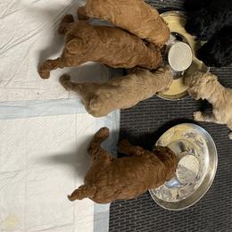 Poodle Puppies from Missy Trusty's Poodles