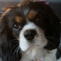 Abby - Cavalier King Charles Spaniel