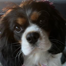 Abby - Cavalier King Charles Spaniel