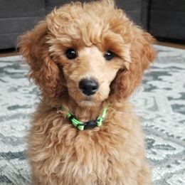 Goldendoodles and Poodles from East Valley Pups