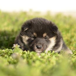Chloe -FULL AKC REGISTRATION- - Black and tan female Shiba Inu puppy in Neosho, Missouri from Kenny Cave K9s