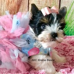 Girl 3 - Black tan and white female Biewer Terrier puppy in Jonestown, Pennsylvania from AKC Xtreme Biewer Terriers...