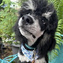 Dereck - Phantom male Poodle puppy in Huntsville, Alabama from Heart Song Standard Poodles