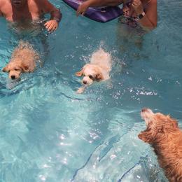 Goldendoodle Puppies from Costa's Curly Canines