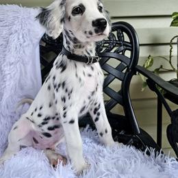 Orange - White and black male Dalmatian puppy in Gray, Georgia from Fuller Spots