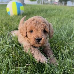 Ozzy - Apricot male Goldendoodle puppy in Huntington, Utah from Krispydoodle