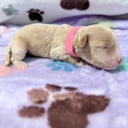 Maple - Buff female Cockapoo puppy in Clarks Summit, Pennsylvania from M&M Cockapoos