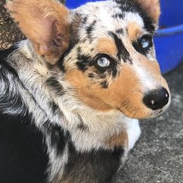 American Corgis and Pembroke Welsh Corgis from Newlands Insane Danes and Corgis