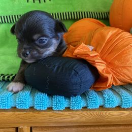 Loki - Chocolate sabled fawn male Chihuahua puppy in Red Bluff, California from Aye Chihuahua