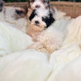 Ivy - Black and white female Bernedoodle puppy in Cocoa, Florida from The Beach Doodles