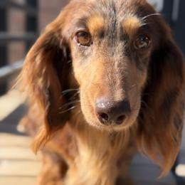 AKC Chocolate And Tan Dapple Longhair Female - Dapple female Dachshund puppy in Horizon City, Texas from Willipaws