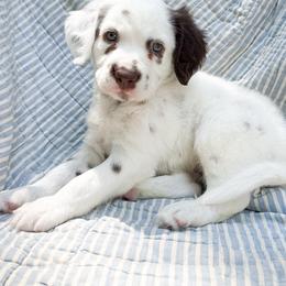 Luigi - LUA long coat liver - White and liver brown male Dalmatian puppy in Jefferson, Georgia from Spotted Jewels Dalmatians