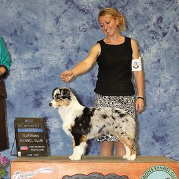 Buckles - Miniature American Shepherd