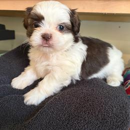 Akc Boy 4 - Liver and white male Shih Tzu puppy in Springfield, Missouri from Lopez Family Tails