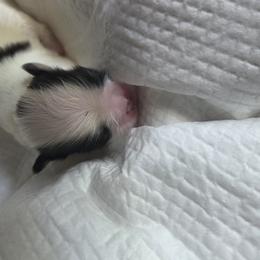 Japanese Chin Puppies from Chincredible Puppies