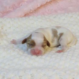 Lovie Blenheim 2 - Blenheim female Cavalier King Charles Spaniel puppy in Pasadena, Maryland from Promise Land