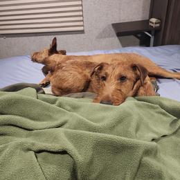 Gannon - Irish Terrier