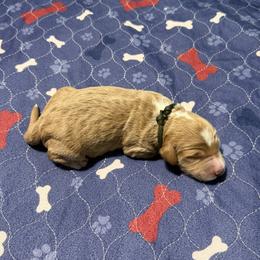 Dark Green collar - Cream male Goldendoodle puppy in Landis, North Carolina from Shelbys Doodle Farm