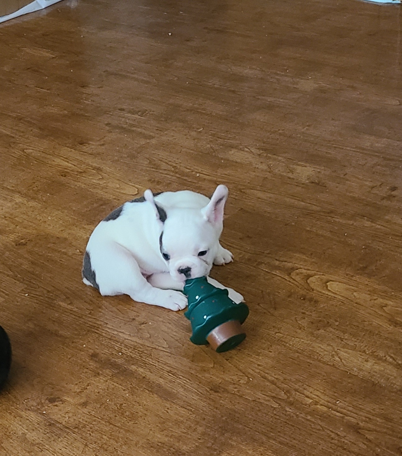 Girl 7 - French Bulldog puppy in Plano, Texas from Thompson's Frenchies