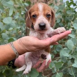Puppy 2 - Piebald male Dachshund puppy in Riverside, California from Saddle Up Dachshunds