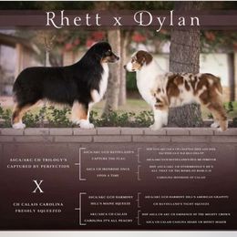 Australian Shepherd puppies from Sweet Magnolia Aussies