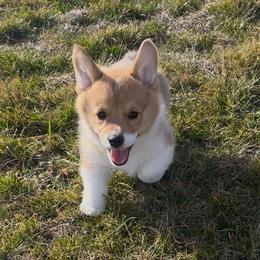 Holly - Red female Pembroke Welsh Corgi puppy in Rolla, Missouri from Chapman Corgis
