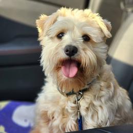 Bailey - Miniature Schnauzer