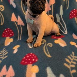 Pug Puppies from Lisa's Pugalicious Pugs