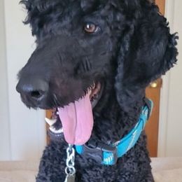 Poodles from Simply Amazing Poodles
