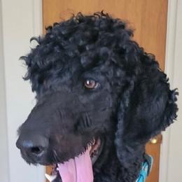 Poodles from Simply Amazing Poodles